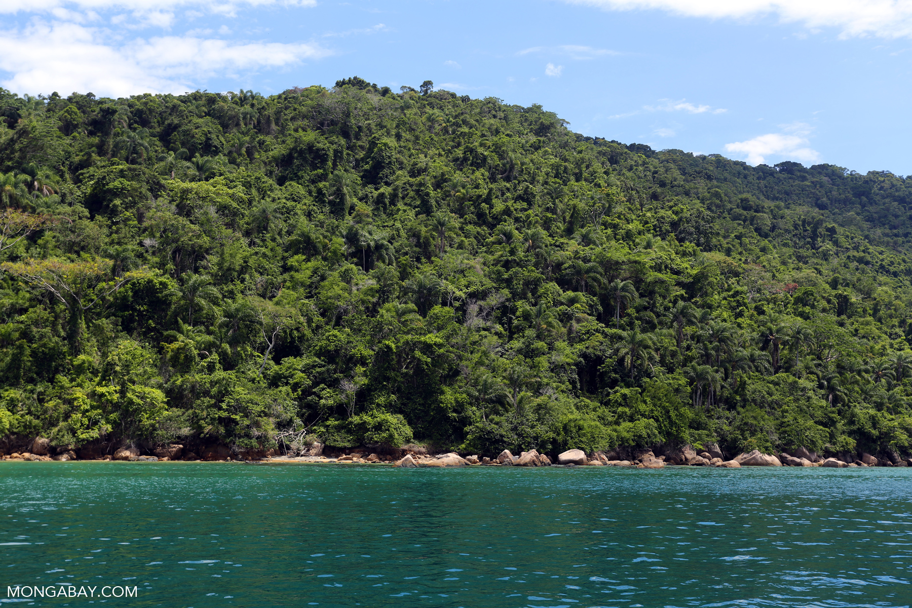 Atlantic Rainforest Atlantic Rainforest