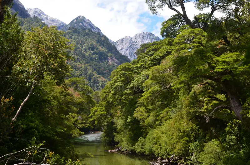 Valdivian Temperate Rainforest Valdivian Temperate Rainforest