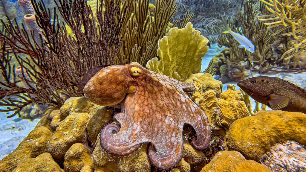 Octopuses are known for their extraordinary intelligence and for being masters of camouflage | Getty Images