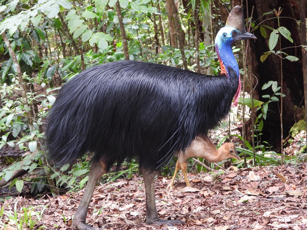 Cassowaries in the forest. Image: © leahdrummomd (CC) BY-NC, via iNaturalist Cassowaries in the forest. Image: © leahdrummomd (CC) BY-NC, via iNaturalist